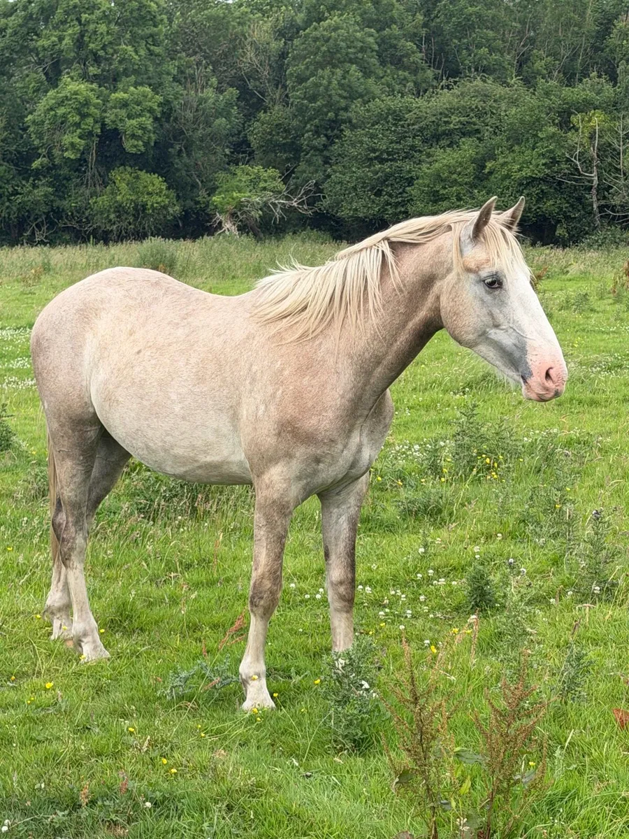Two year old ID gelding - Image 1