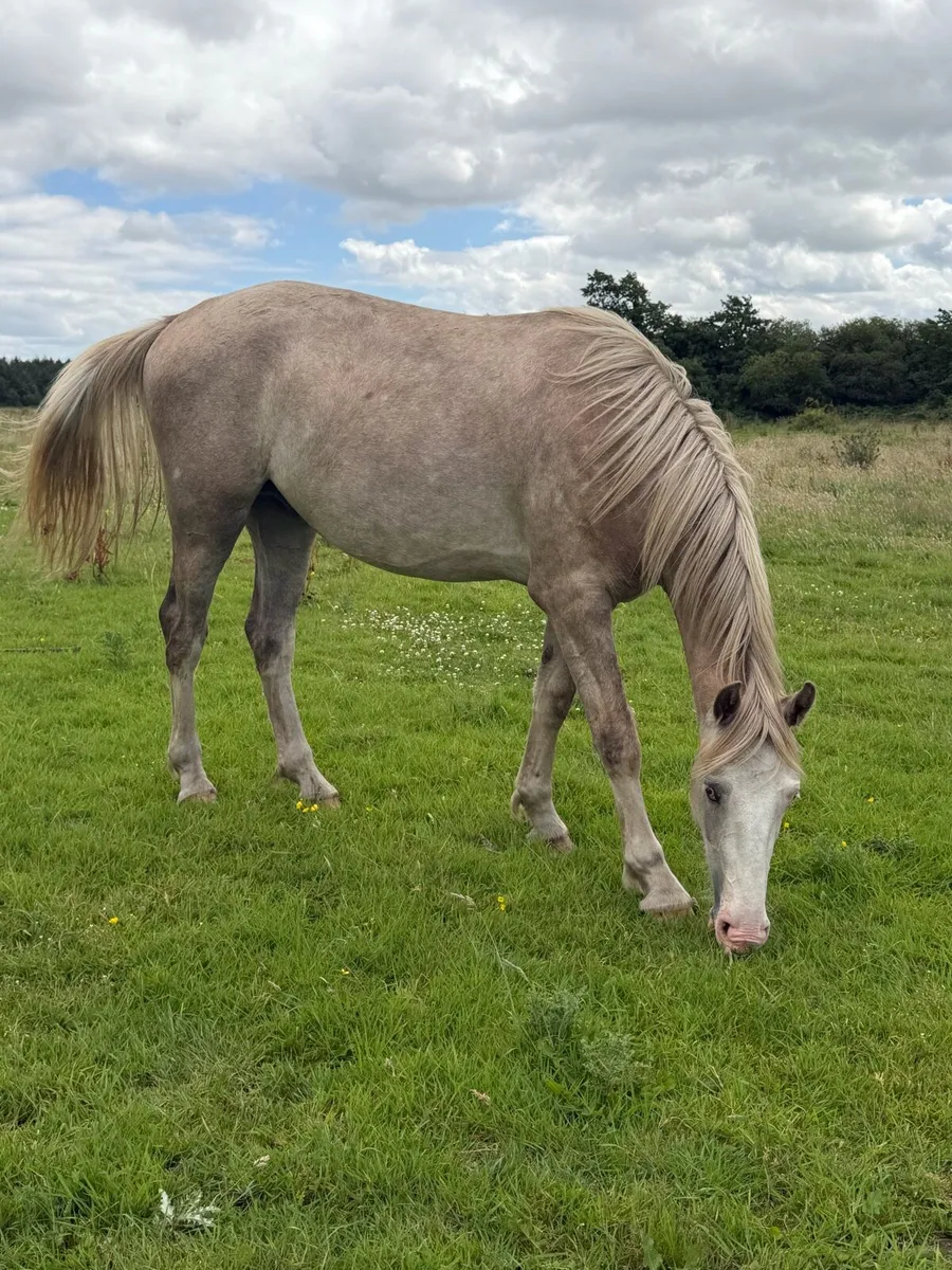 Two year old ID gelding - Image 2