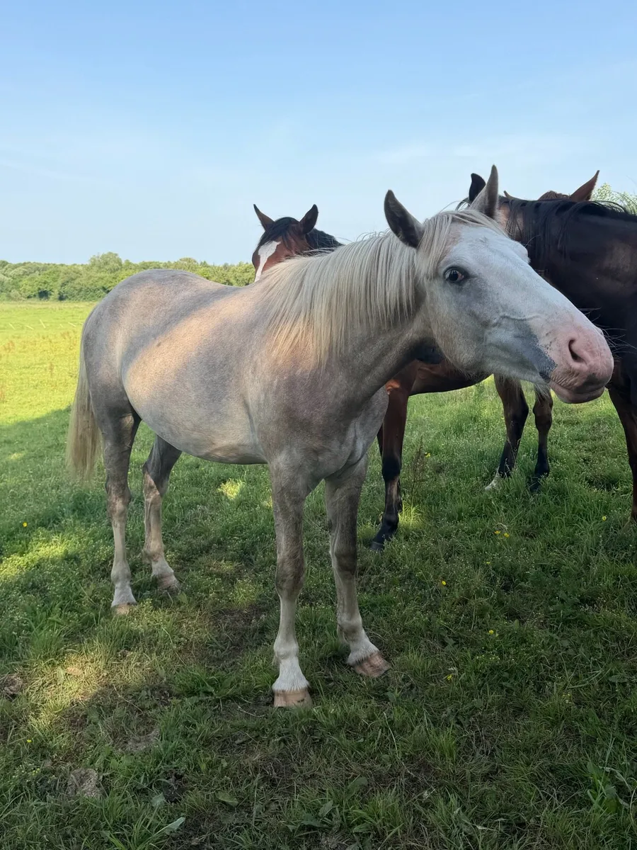 Two year old ID gelding - Image 3
