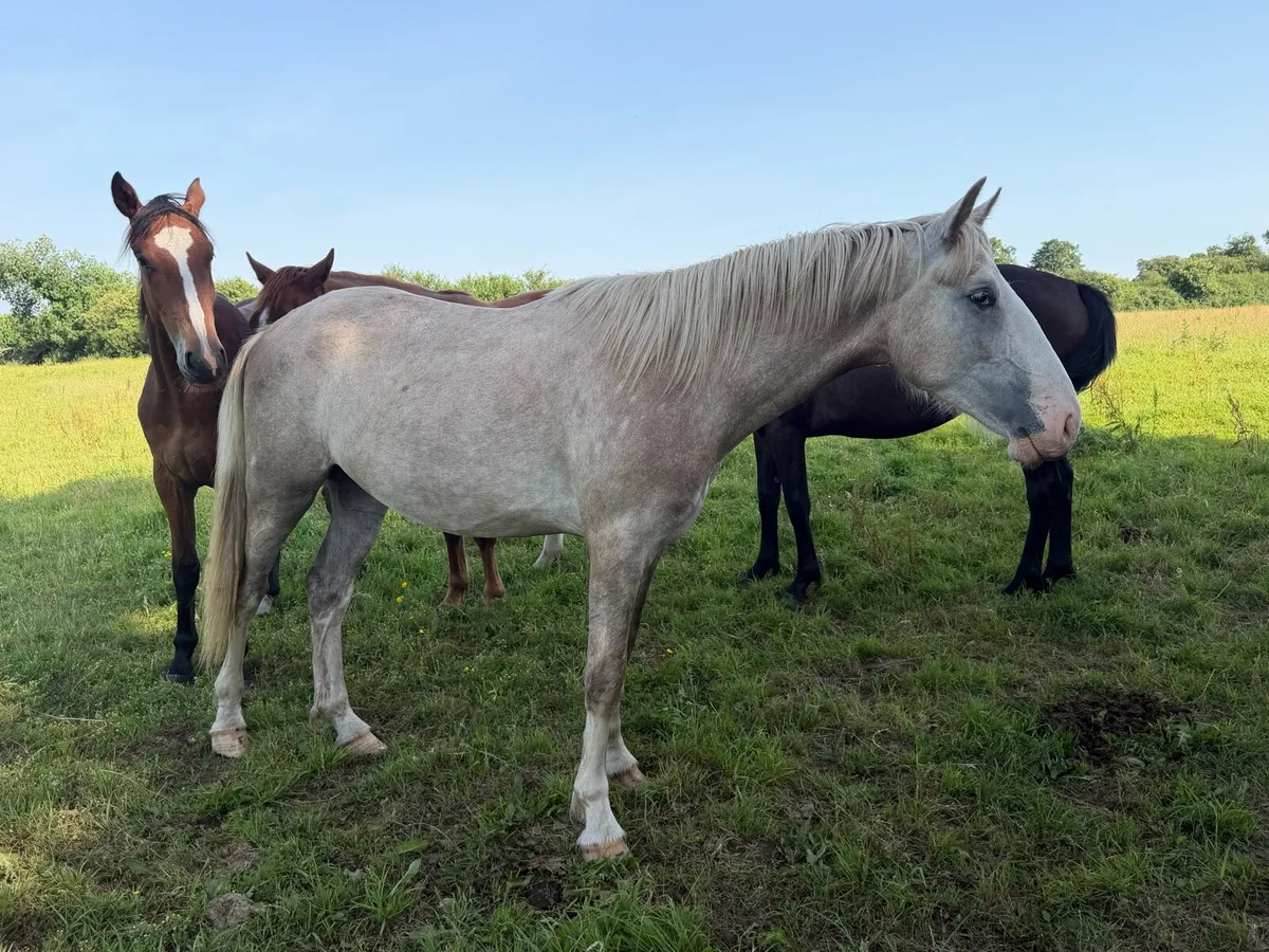Two year old ID gelding - Image 4