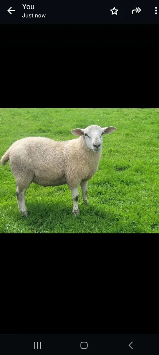 Organic lambs - Image 1