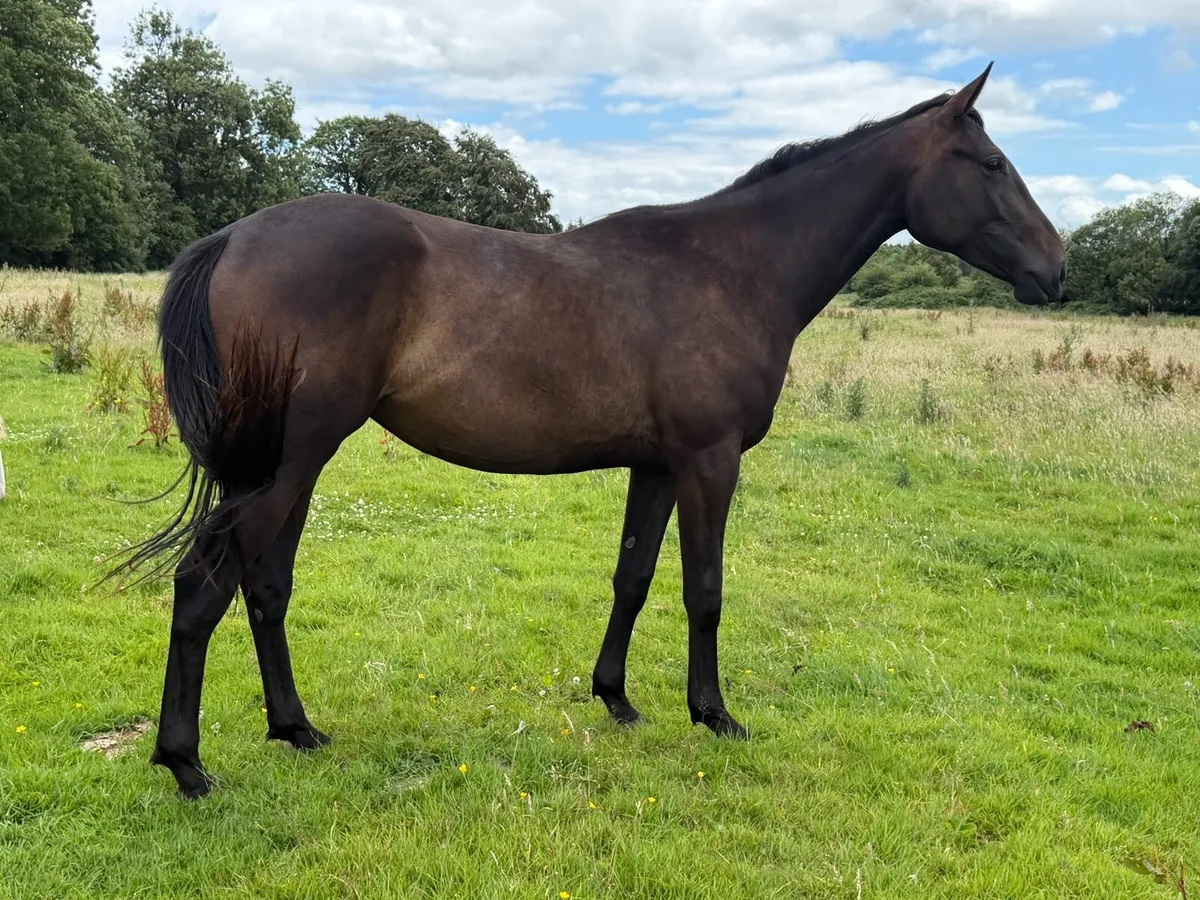 Two year old geldings and filly’s. - Image 1