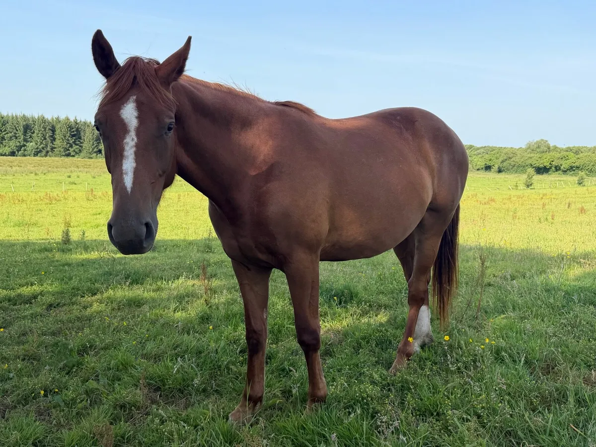 Two year old geldings and filly’s. - Image 2