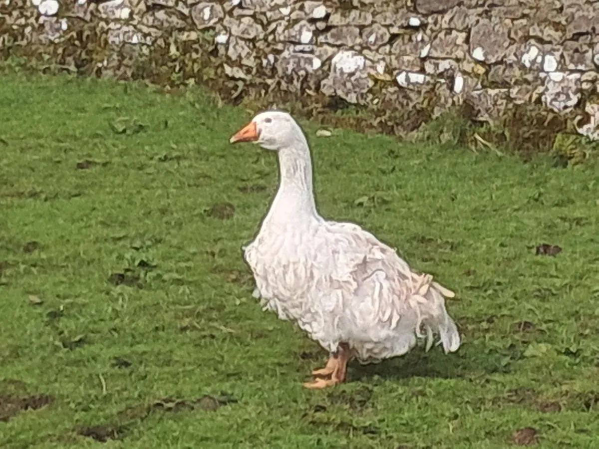 Sebastopol goslings - Image 3