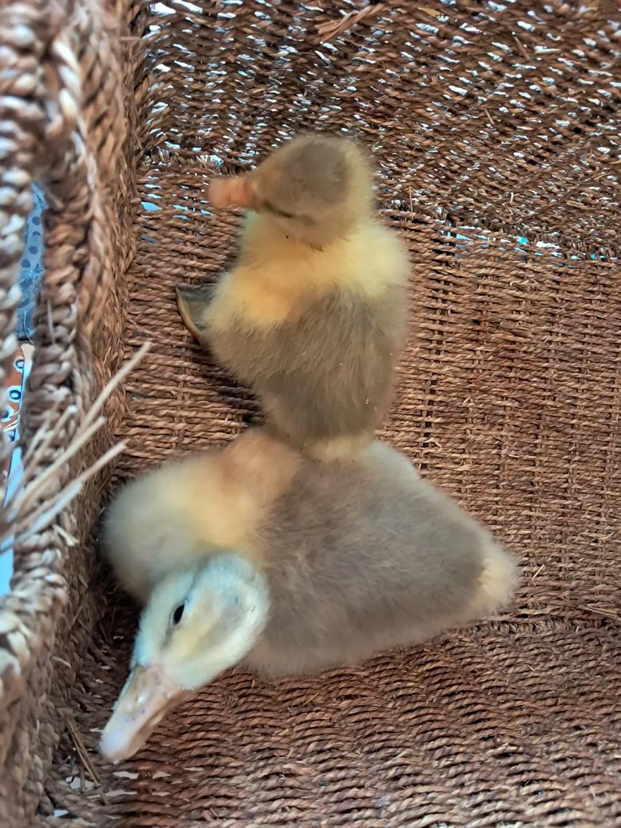 Sebastopol goslings - Image 2