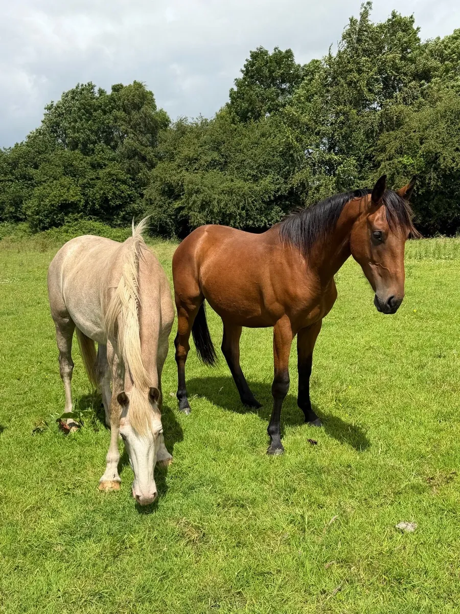 Two year old geldings and filly’s. - Image 3