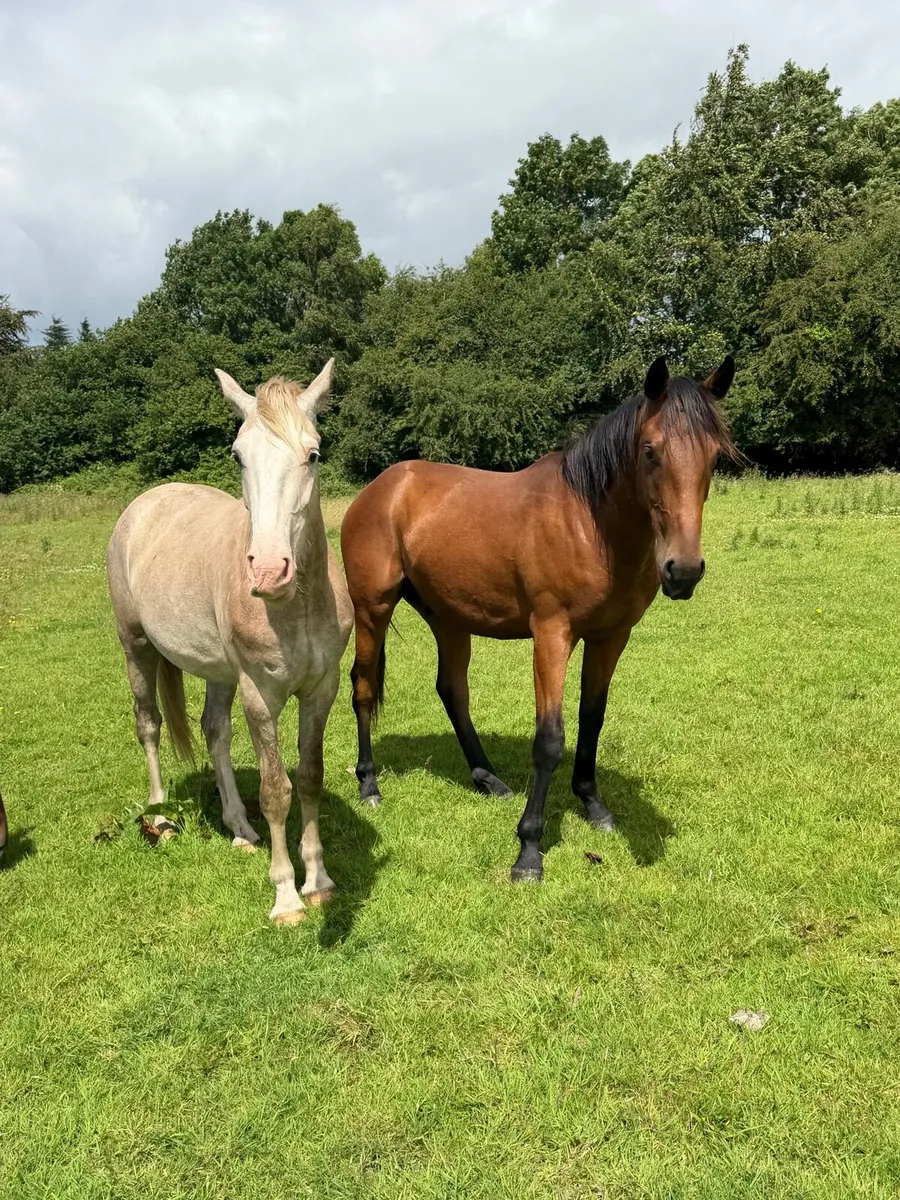 Two year old geldings and filly’s. - Image 4