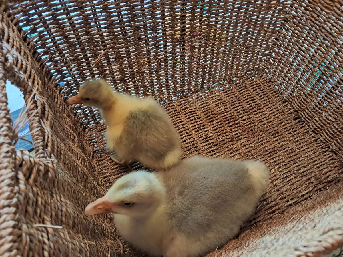 Sebastopol goslings - Image 4