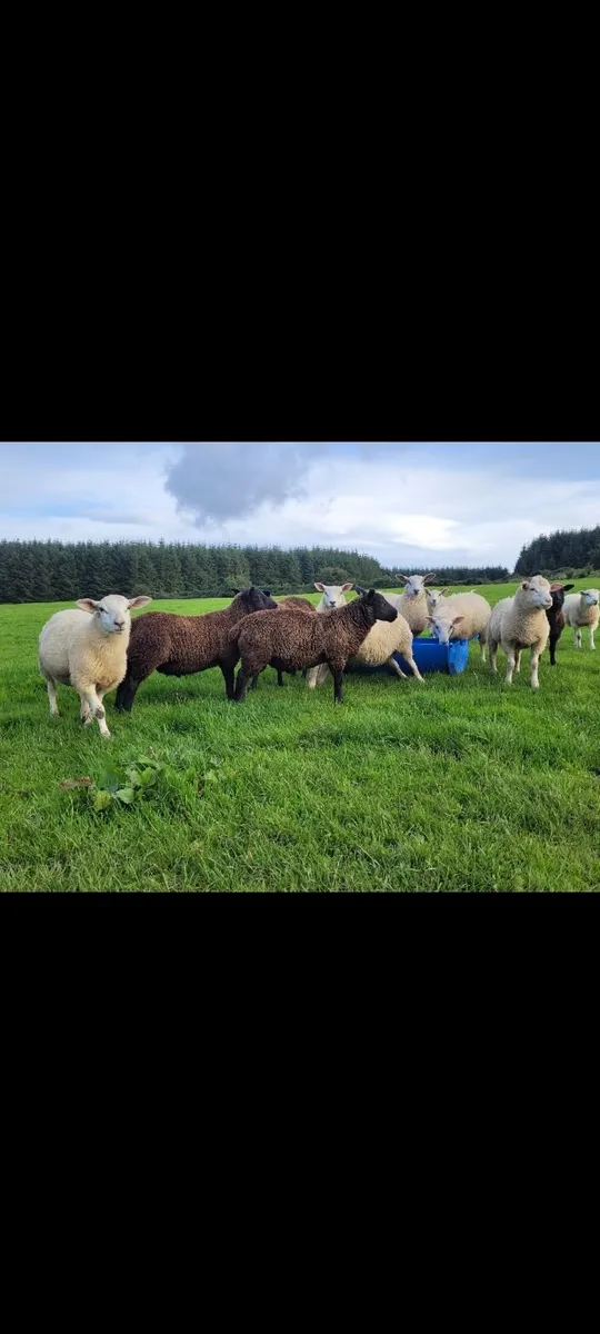 Organic lambs - Image 3