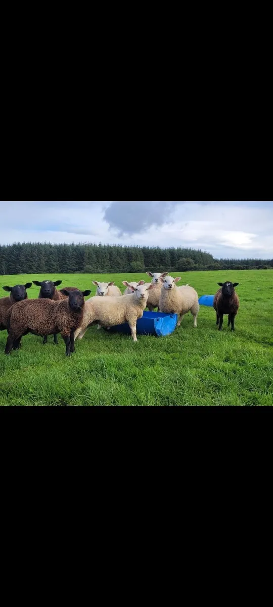 Organic lambs - Image 4