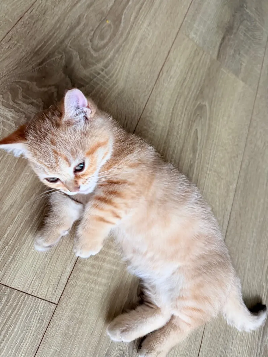 BRItish shorthair munchkin - Image 3