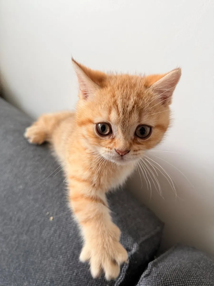 BRItish shorthair munchkin - Image 1