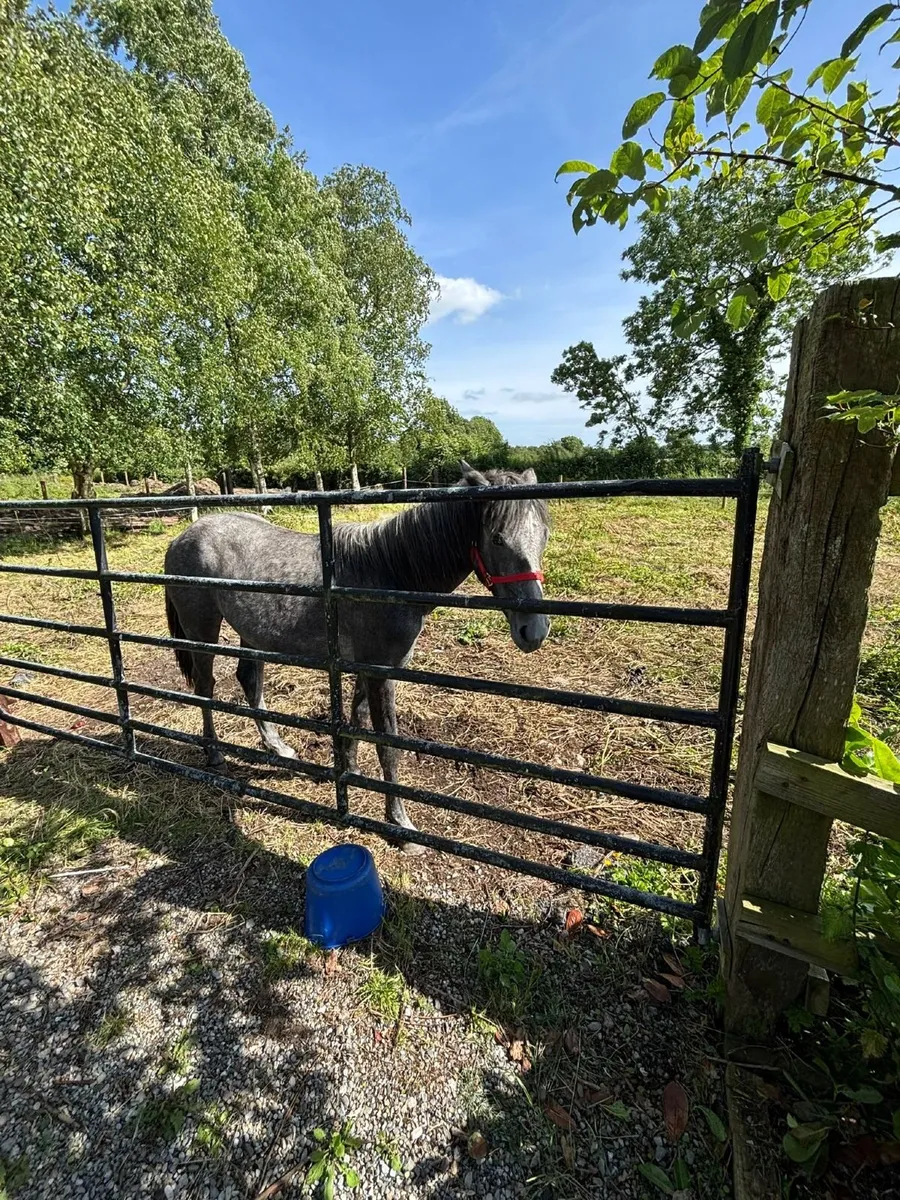 Connemara pony gelding - Image 1