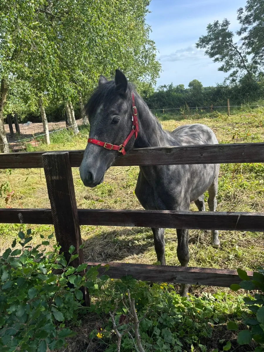 Connemara pony gelding - Image 2