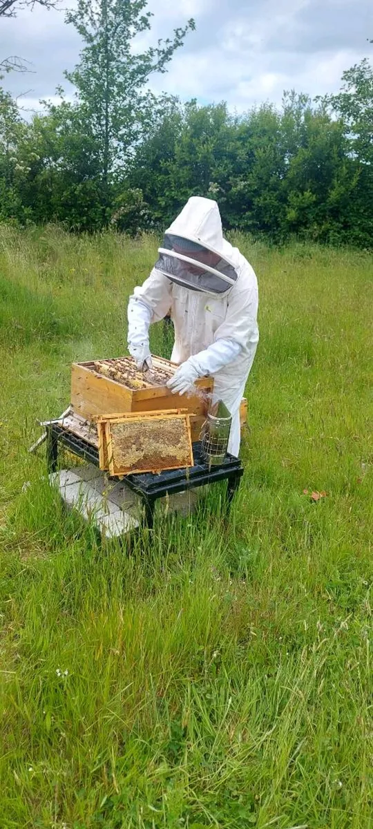 Colony of Native Irish Bees - Image 1