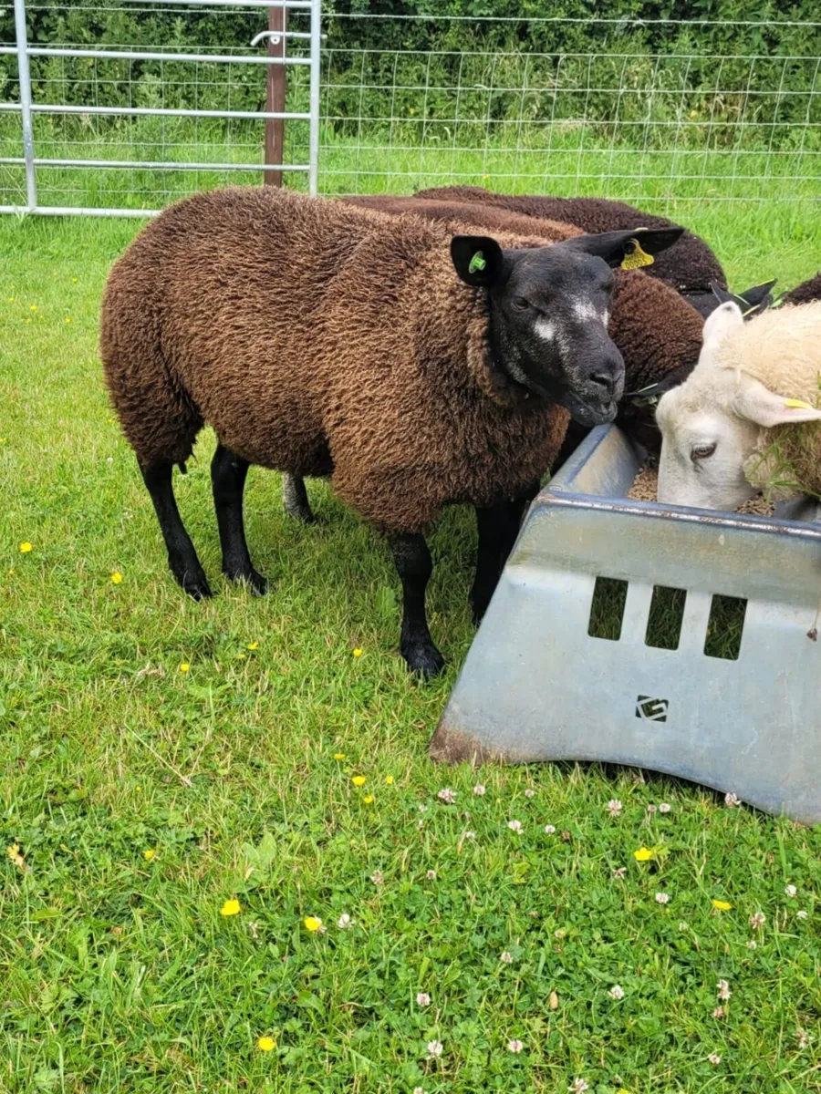 Pedigree reg Dassenkop/Badger face/texel ewe lamb - Image 2