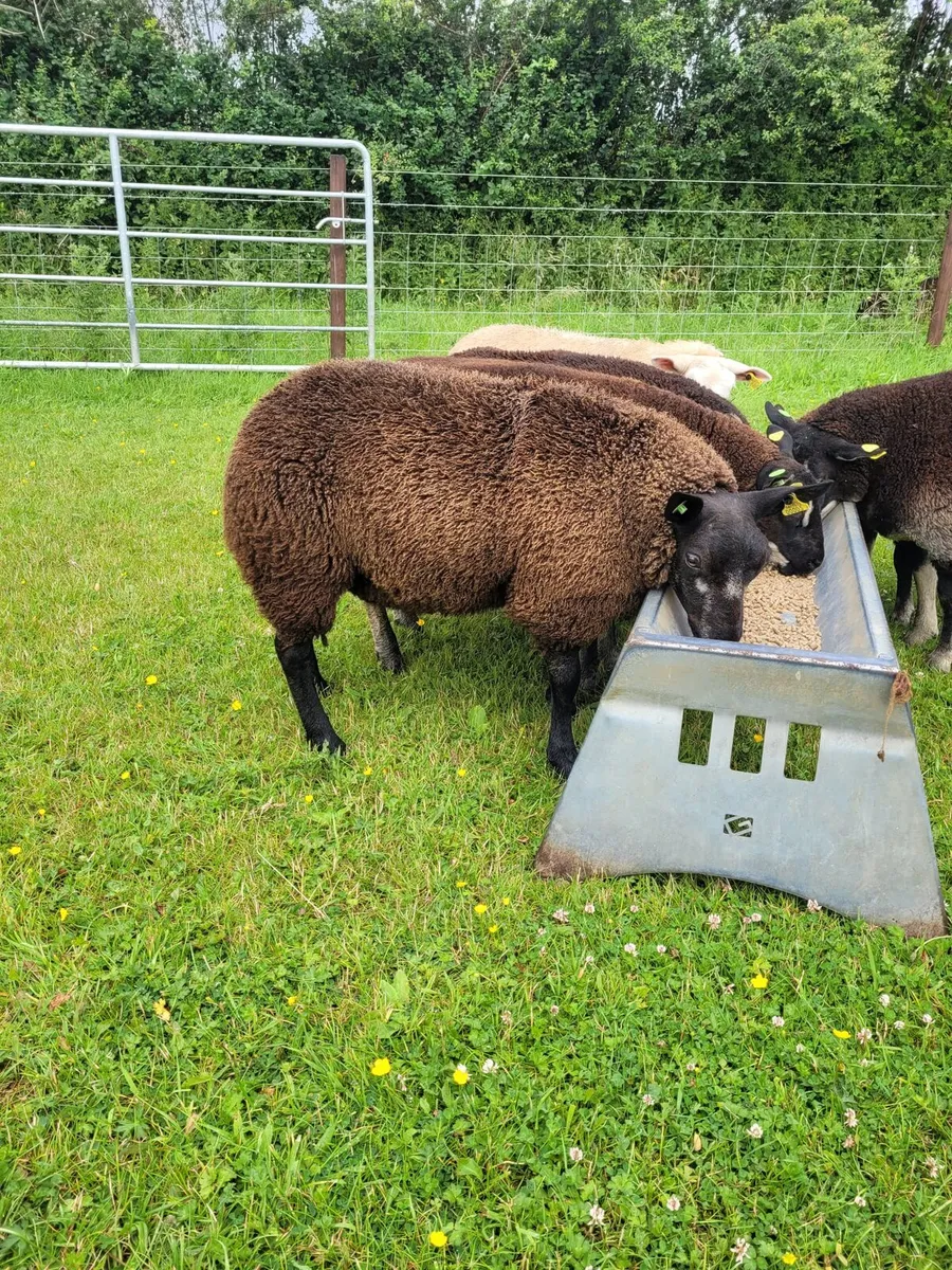 Pedigree reg Dassenkop/Badger face/texel ewe lamb - Image 3