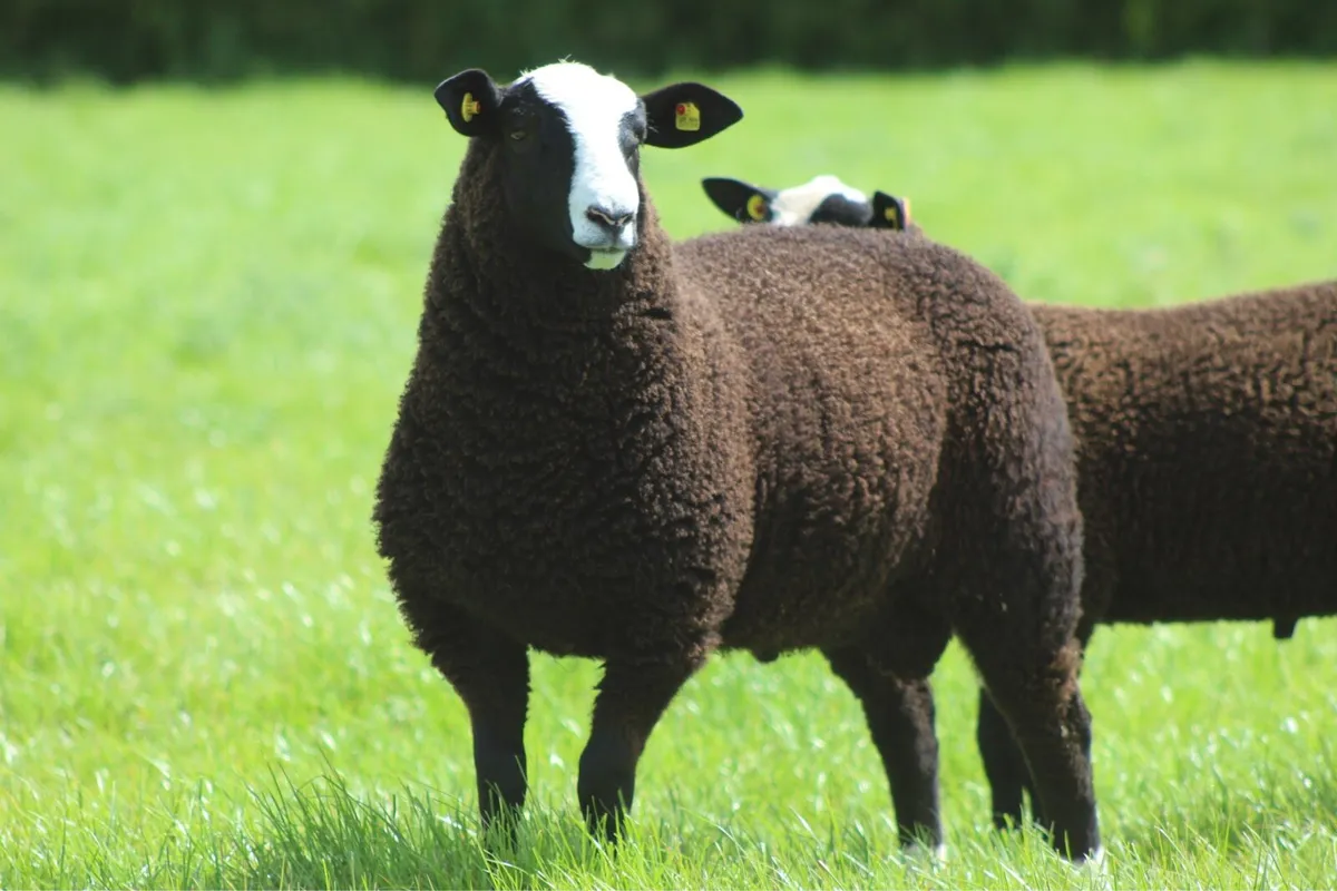 Purebred Zwartbles Ram Lambs & Rams - Image 1