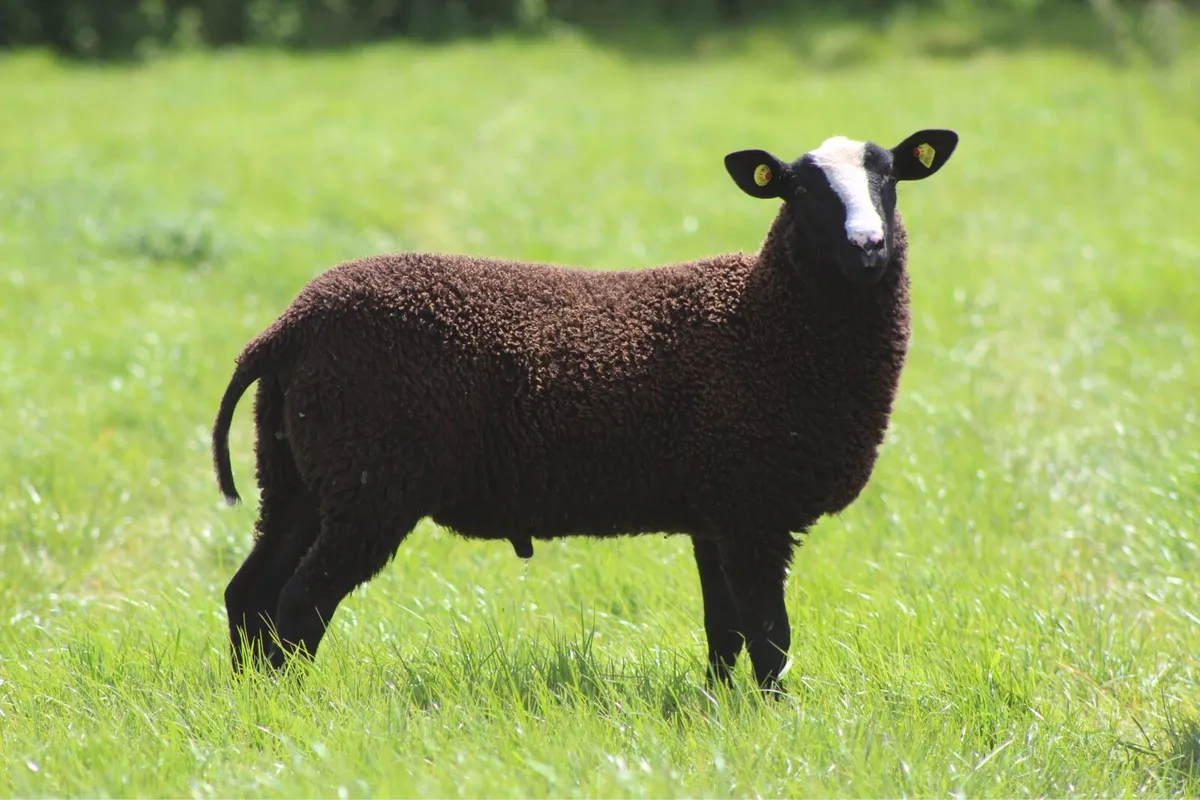 Purebred Zwartbles Ram Lambs & Rams - Image 2