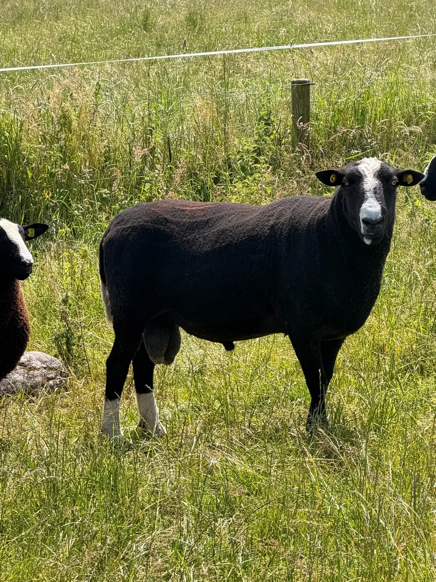 Purebred Zwartbles Ram Lambs & Rams - Image 4