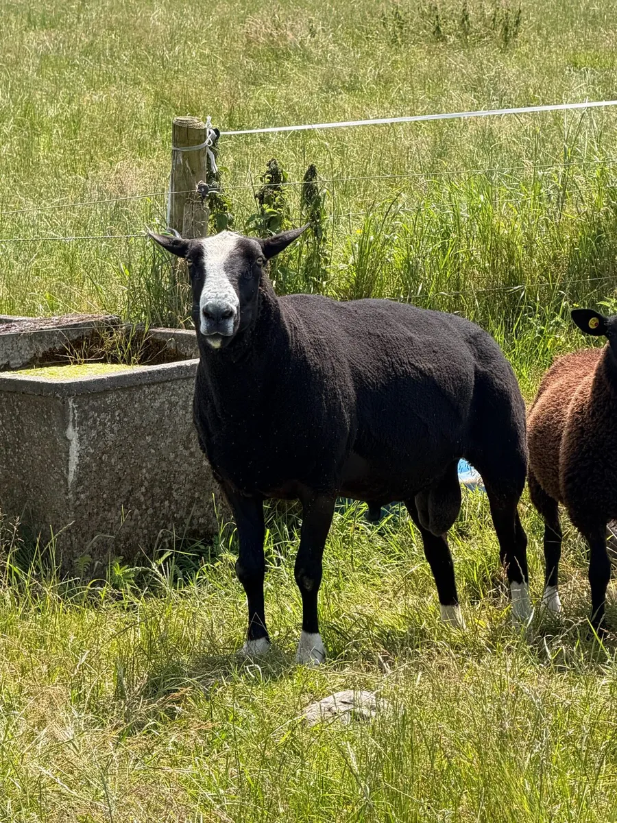 Purebred Zwartbles Ram Lambs & Rams - Image 3