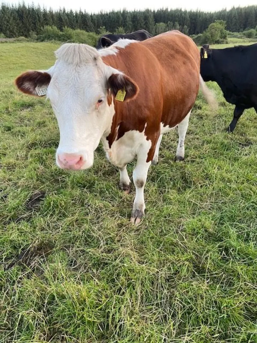 Red Hereford heifers for breeding - Image 2