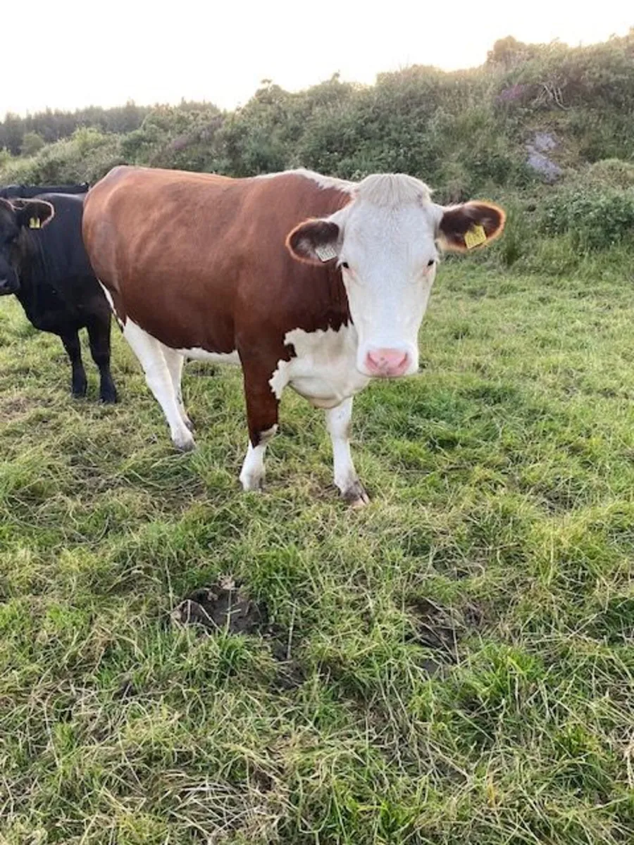 Red Hereford heifers for breeding - Image 3