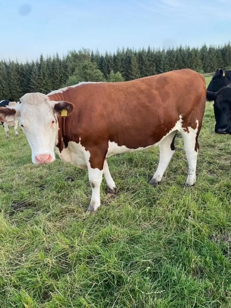Red Hereford heifers for breeding - Image 4