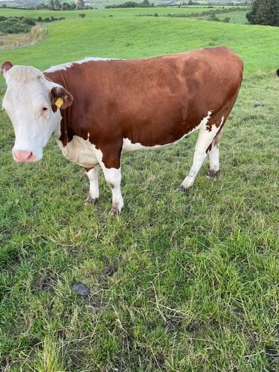 Red Hereford heifers for breeding - Image 1