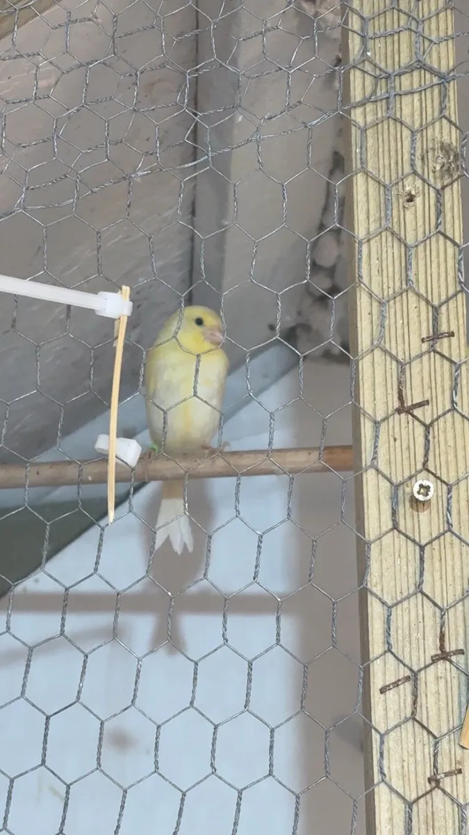 Mosaic Canaries - Image 1