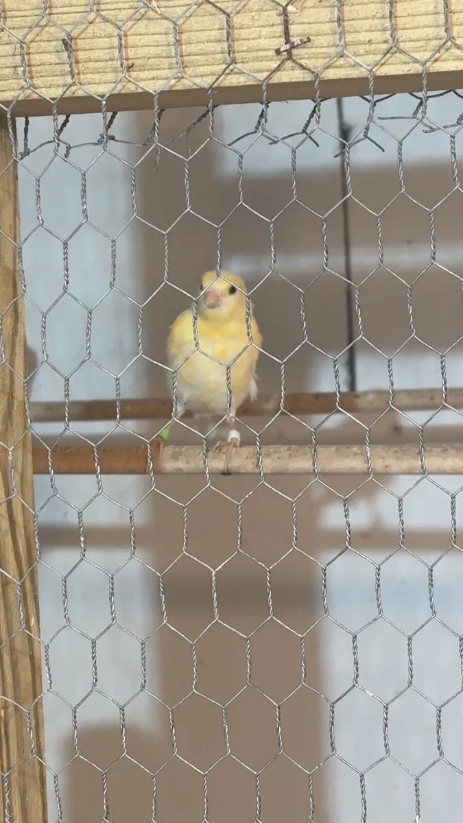 Mosaic Canaries - Image 2