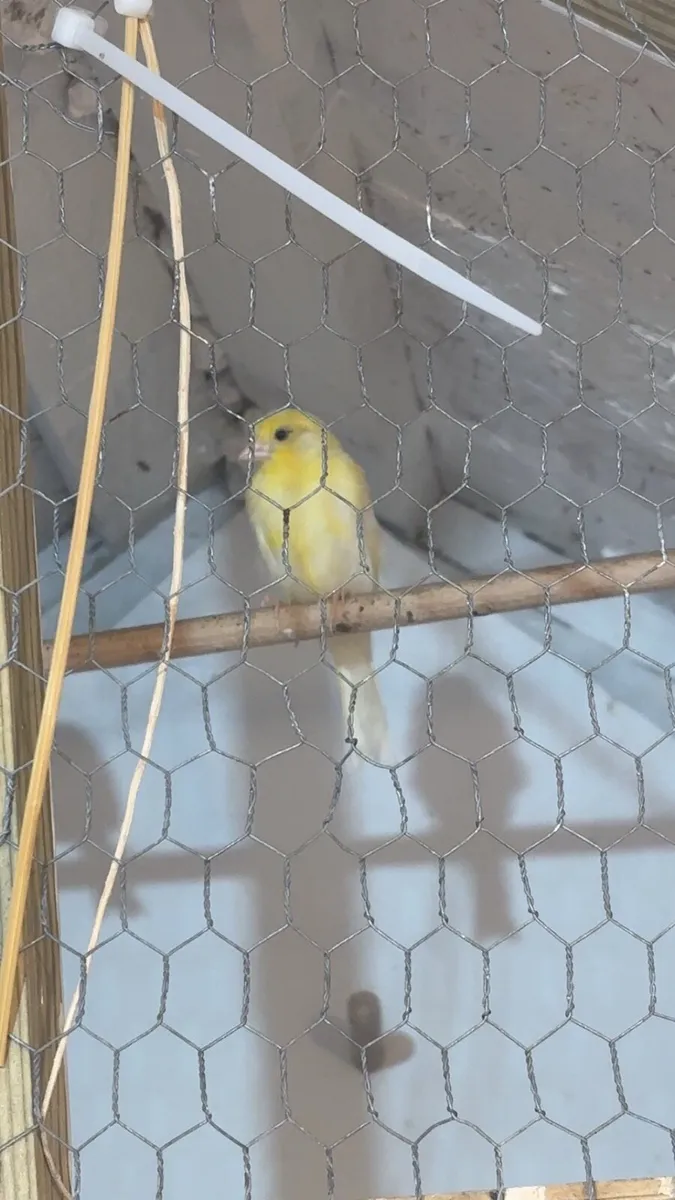 Mosaic Canaries - Image 3