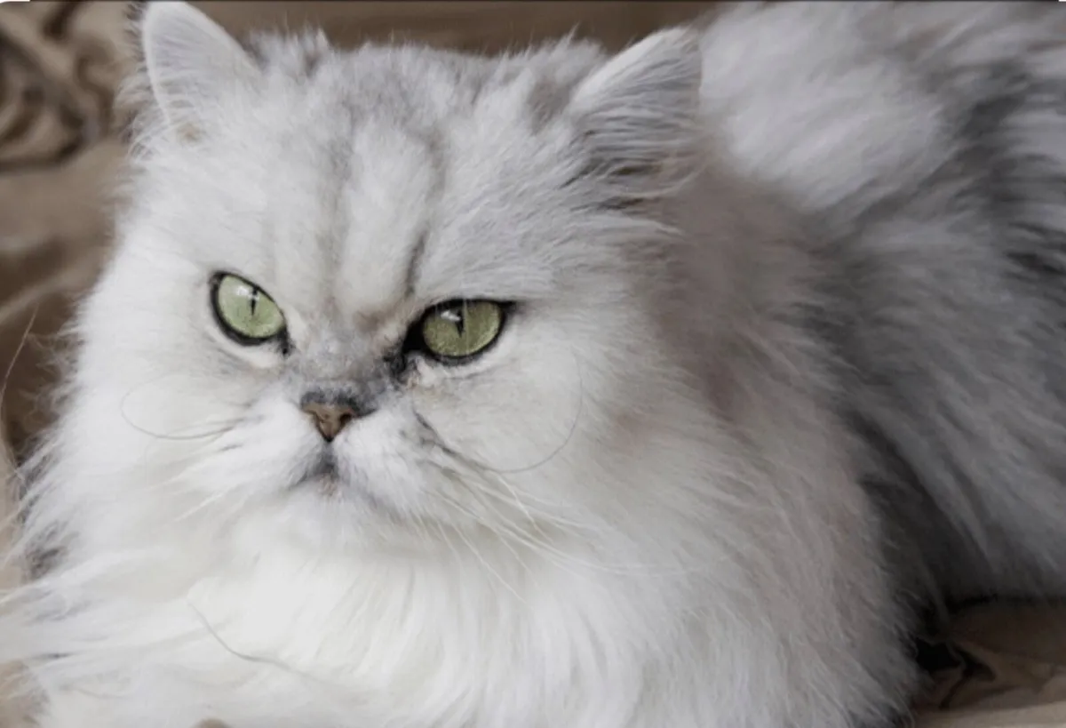 Pedigree female Persian chinchilla - Image 1