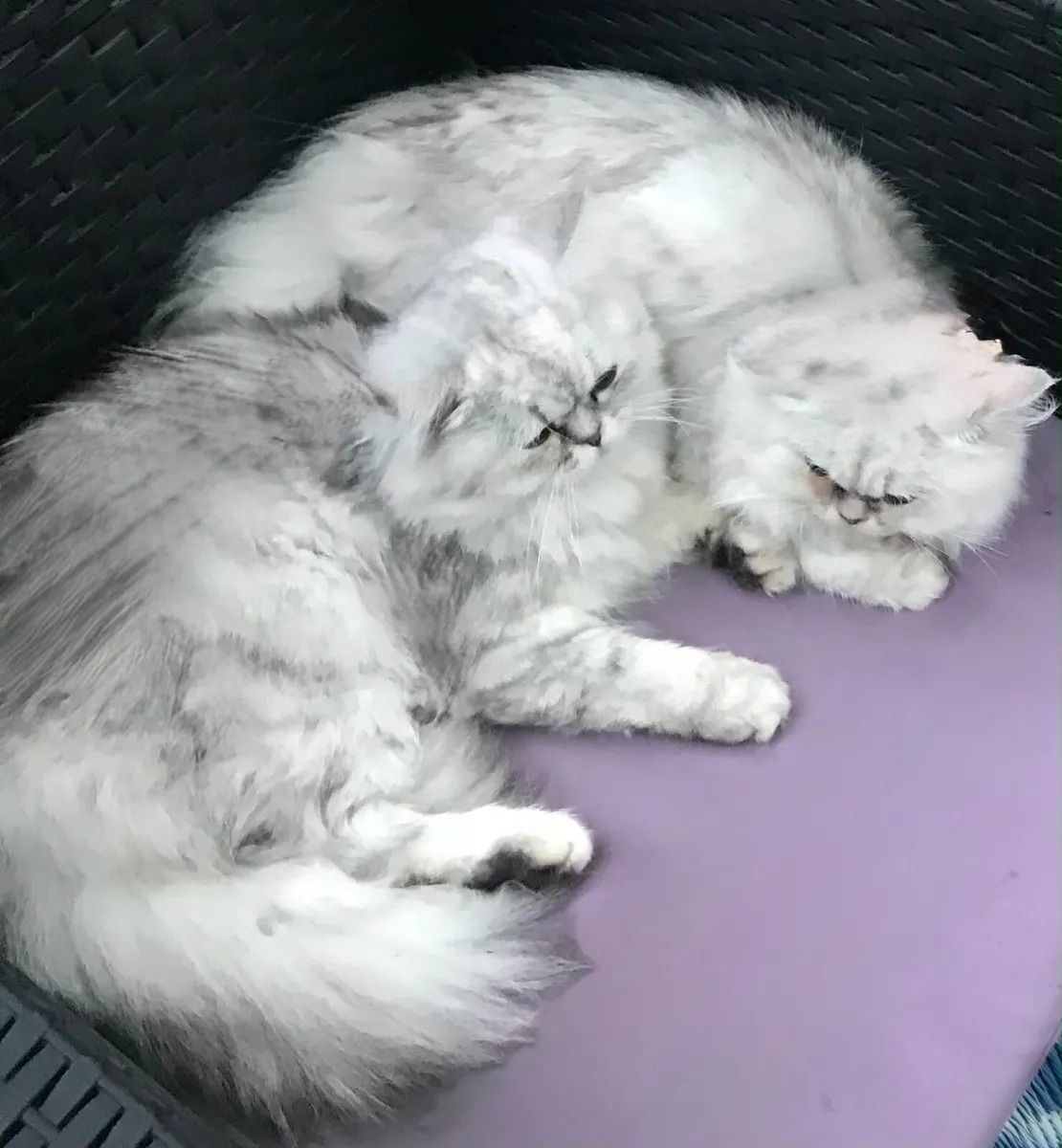 Pedigree female Persian chinchilla - Image 2