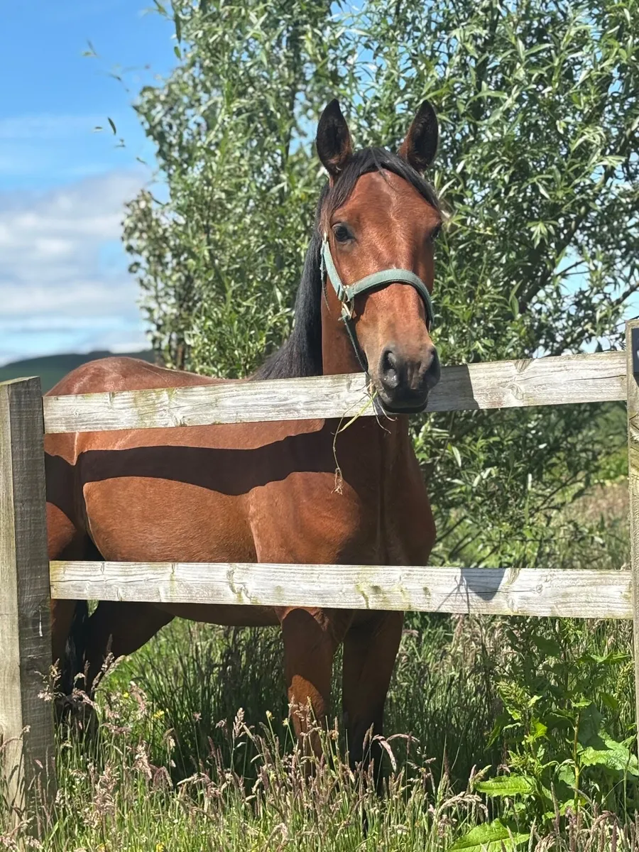 14’1/2 Gelding connie x 4 years TEXT ONLY - Image 3