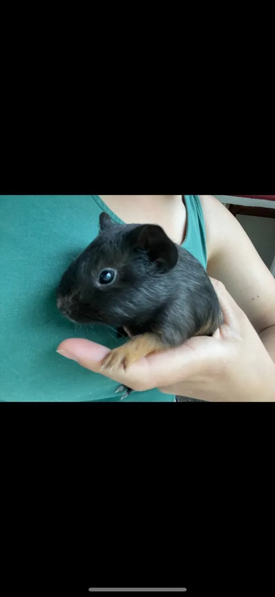 Two left! Guinea pig babies - Image 3