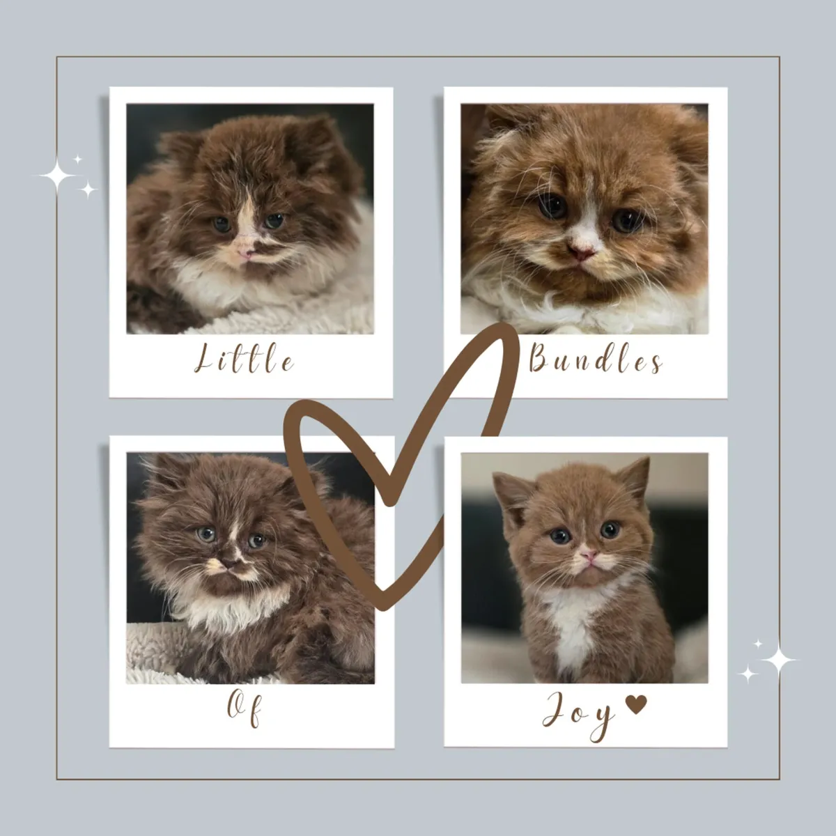 Stunning Registered Chocolate Bicolour Kittens - Image 1