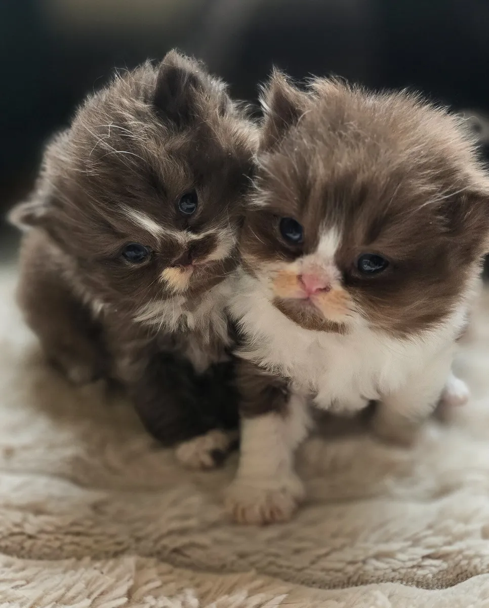 Stunning Registered Chocolate Bicolour Kittens - Image 2