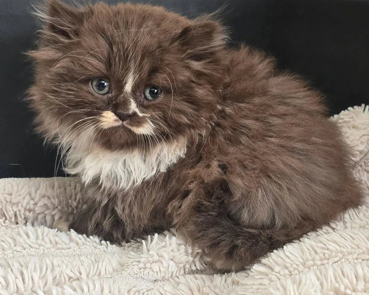 Stunning Registered Chocolate Bicolour Kittens - Image 4