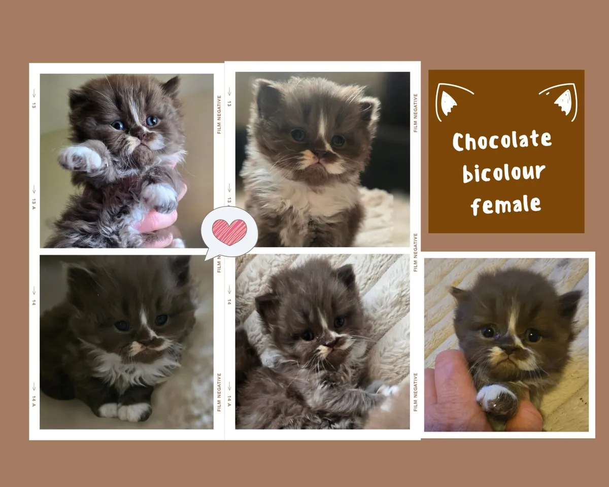 Stunning Registered Chocolate Bicolour Kittens - Image 3