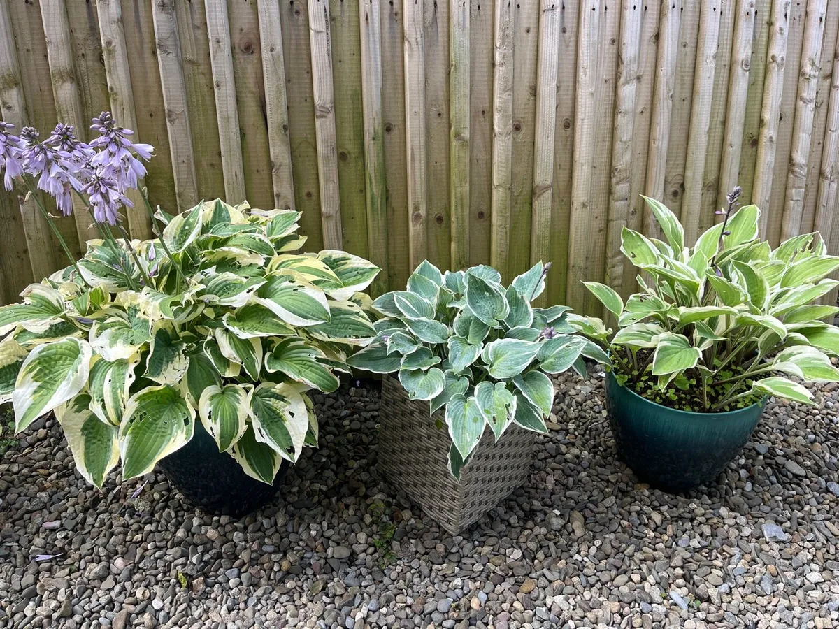 Three Hosta plants in a big pots - Image 1