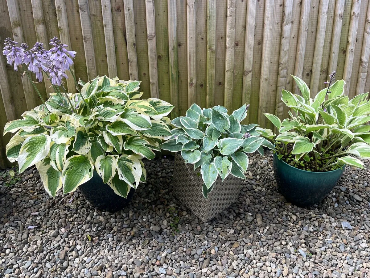 Three Hosta plants in a big pots - Image 2