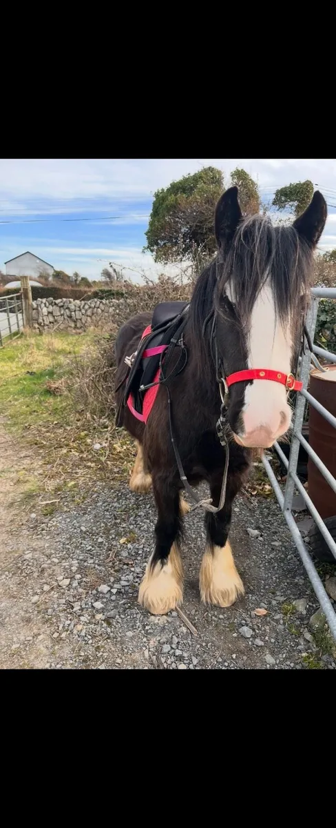 Mini cob - Image 1