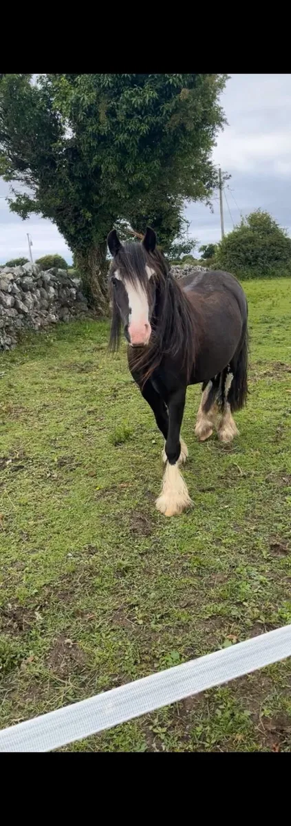 Mini cob - Image 2