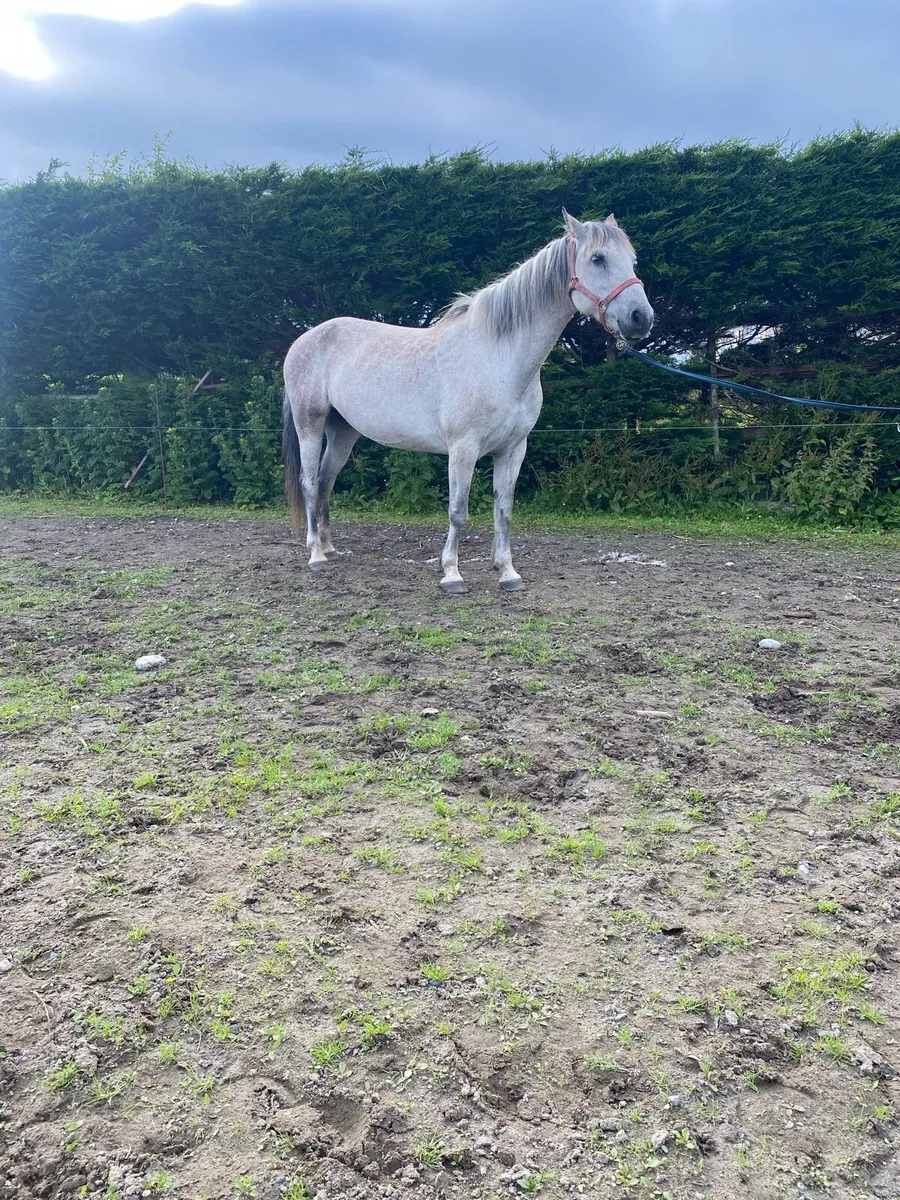 Connemara mare - Image 2