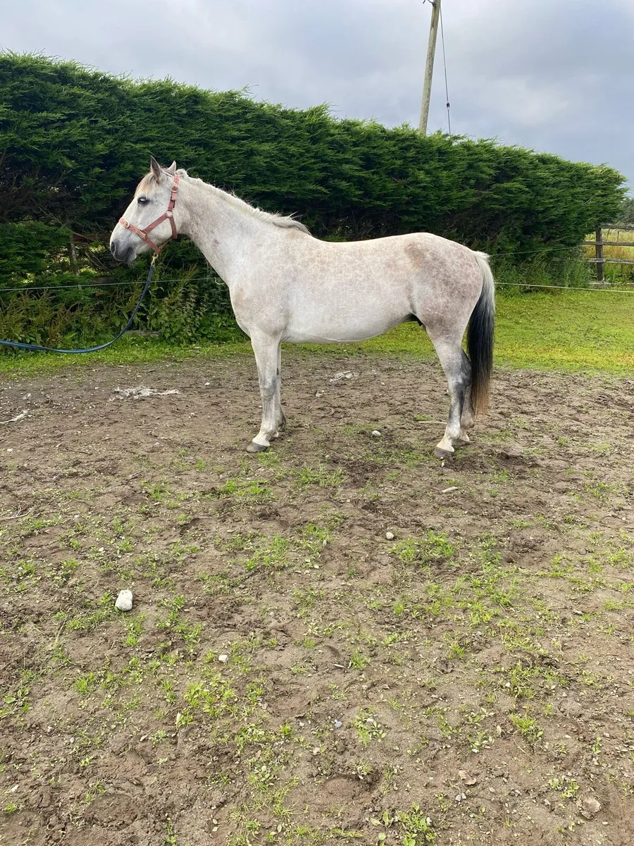 Connemara mare - Image 3