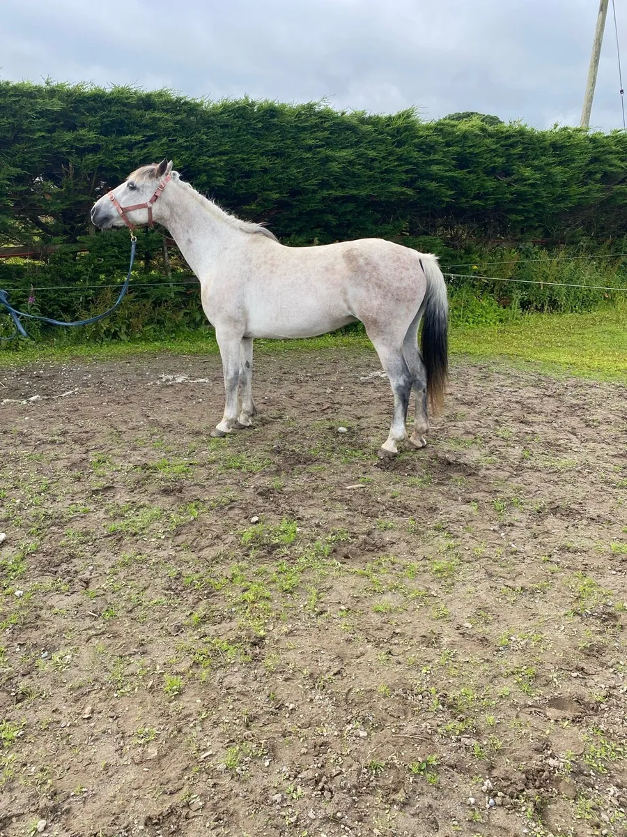 Connemara mare - Image 4