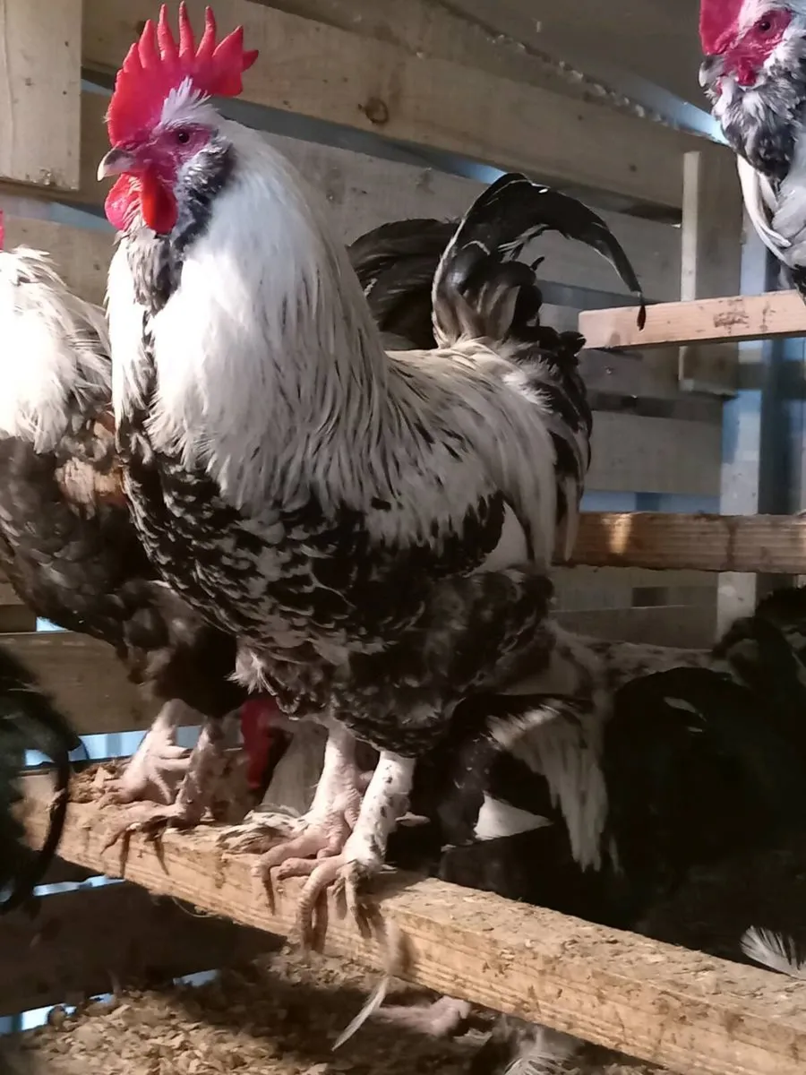 Saxony ducks some roosters bantam hens - Image 4