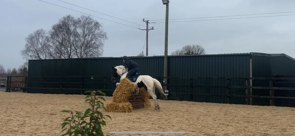 15hh alrounder 🌟🌟 - Image 2