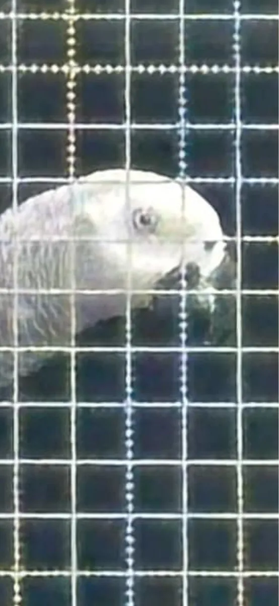 Breeding pair of African greys - Image 1